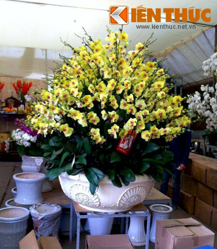 Những chậu lan hồ điệp vàng hoặc lan hồ điệp 7-9 tầng từ 100 - 150 cành có mức giá gần 90 triệu đồng. Theo nhân viên bán hàng của công ty, tùy từng màu mà lan hồ điệp có giá khác nhau. Riêng lan hồ điệp màu vàng là đắt hơn cả so với màu trắng, màu hồng tím. Khách mua lan vàng vì màu sắc tượng trưng cho may mắn, lại giúp làm sáng không gian nhà hoặc tiền sảnh.