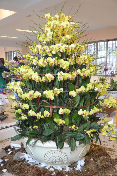 Chậu lan "khủng" này sau khi được hoàn thiện sẽ có giá trên 80 triệu đồng. Ảnh: Thể Thao Văn Hóa.