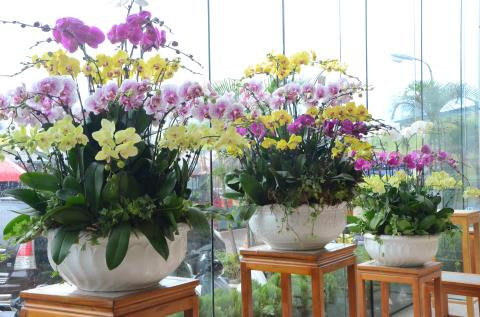 Tượng trưng cho sự giàu có, sang trọng và sung túc, hoa lan thường được chọn làm quà để tặng khi Tết đến xuân về. Ảnh: Thể Thao Văn Hóa.