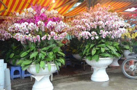 Dù có giá không hề rẻ nhưng những chậu lan có vẫn rất thu hút người mua dịp Tết. Ảnh: Thể Thao Văn Hóa.