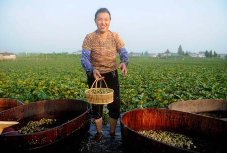 Trồng 3 tháng, củ ấu đã thu hoạch lứa đầu, sau đó cứ 10 ngày thu hoạch tiếp tục.