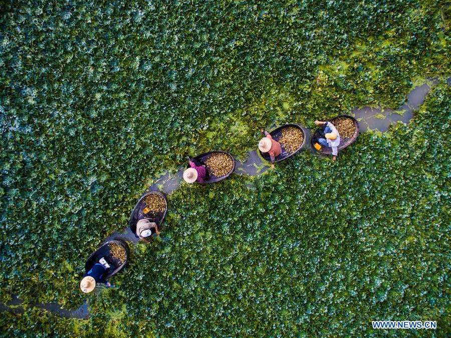 Ấu là cây thuỷ sinh, thích hợp với ao đầm và những chân ruộng có nước quanh năm, có sức sống tốt.