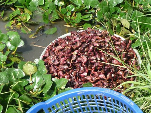 Cây ấu cho thu hoạch từ giữa tháng 9 đến cuối mùa đông.