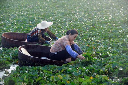 Củ ấu rất dễ trồng, vốn đầu tư ít, chỉ cần mua dây giống về thả, rắc phân bón.