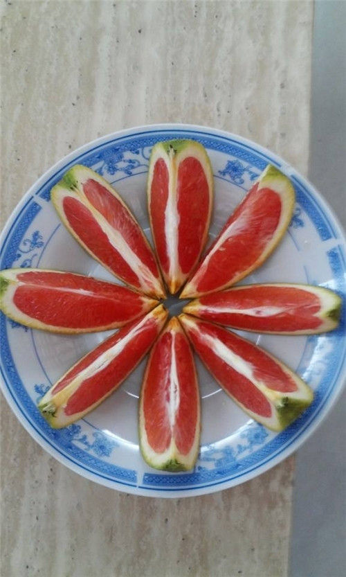 Cam Cara ruột đỏ không hạt là một giống cây có múi nhập nội có xuất xứ từ Venezuela, du nhập qua Mỹ, sau đó đến Australia. Từ giống gốc cam Navel, bằng kỹ thuật đột biến các nhà chọn giống đã tạo được giống cam ruột đỏ không hạt. Ảnh: Giamua.