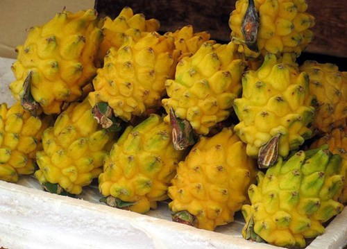 Trong khi thanh long vỏ đỏ ruột trắng, ruột đỏ rất phổ biến ở Việt Nam, thì riêng loại thanh long vàng lại khá hiếm. Trước đây, tại Bình Thuận có một số hộ từng trồng thử nghiệm nhưng vì không phù hợp nên ngưng dần.