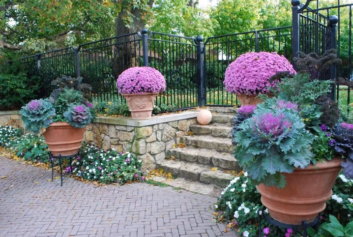 Chậu hoa bắp cải trang trí hai bên cổng.