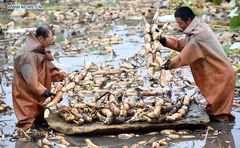 Những củ sen mập mạp được rửa sạch để mang vào bờ.