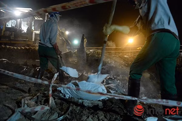 Tại Trung tâm xử lý rác thải Nam Sơn (Sóc Sơn, Hà Nội), các hố chôn cá đều được rắc vôi bột xung quanh để diệt khuẩn. Sau khi chôn các bao tải cá cùng vôi bột, các lớp bao tải sẽ được chèn lớp đất lên trên và phun chất khử mùi, thuốc sát trùng để tránh dịch bệnh.