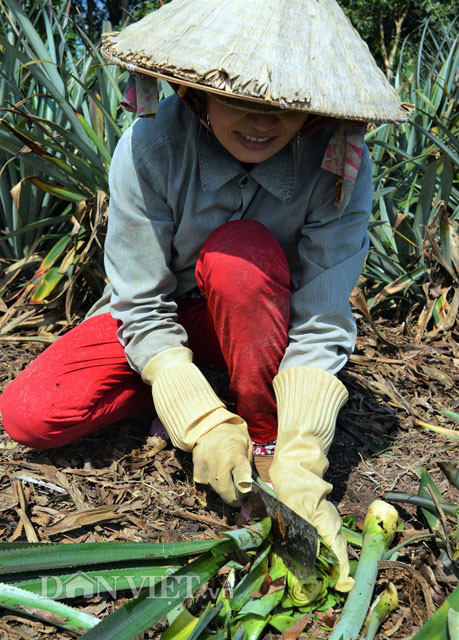 Từ những bụi khóm bỏ đi đó, người ta mới tận dụng những bụi khóm còn nhỏ hoặc chồi nách (chồi non mọc gần gốc khóm) bị quá lứa không dùng để nhân giống được nữa để xây (tách lấy phần non bên trong) củ hũ để ăn hoặc đem bán.