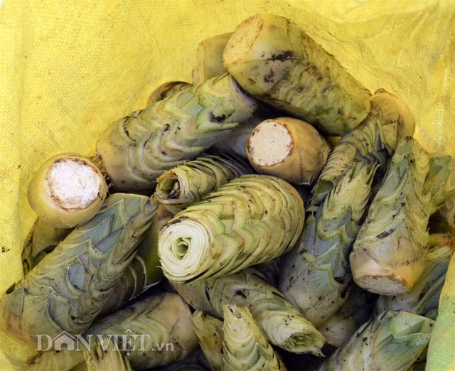 Sau khi được sơ chế loại bỏ phần lá thì đây là thành phẩm để bán cho các thương lái.