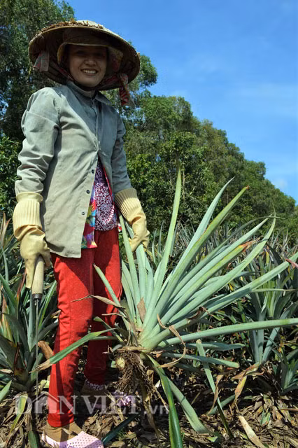 Anh Trang Nam Nhân (ấp Thạnh Thắng, xã Hỏa Tiến, TP.Vị Thanh, tỉnh Hậu Giang) cho biết: Sau nhiều mùa vụ thu hoạch, cây khóm bị lão không còn cho năng suất cao nữa nên nông dân sẽ phá đi để trồng đợt khóm mới.