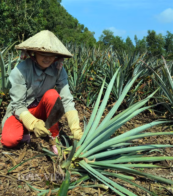 Cây khóm có tuổi thọ khá cao, có bụi lên đến 10 năm, lấy củ hũ nghĩa là phải bỏ đi cả bụi khóm. Chính vì vậy củ hũ khóm chỉ được lấy từ những bụi khóm của những vườn khóm chuẩn bị phá bỏ.
