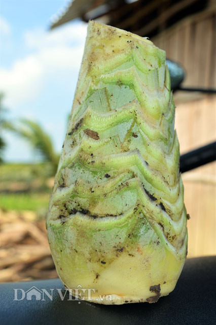 Củ hũ khóm như thế này được bán với giá 15.000 đồng/kg. Củ hũ khóm sau khi sơ chế chỉ còn bằng cổ tay người.