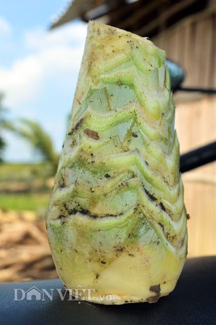 Củ hũ khóm như thế này được bán với giá 15.000 đồng/kg. Củ hũ khóm sau khi sơ chế chỉ còn bằng cổ tay người.