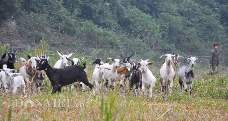 Anh Đàm cho biết, anh đang nuôi gần 200 con, gồm cả dê giống và thương phẩm, chủ yếu là dê cỏ truyền thống và dê lai, Bách Thảo. “Đến nay, đã có nhiều khách trong và ngoài thành phố, cả những người có "máu mặt" tìm vào đặt hàng nhiều dê để liên hoan cuối năm và làm đặc sản Tết”, “vua dê” tiết lộ. Ảnh: Dân Việt.