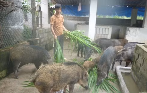 Thức ăn của lợn rừng chủ yếu là rau xanh, thân cây chuối, củ khoai, cỏ và bổ sung cây thuốc nam (lá chè khổng lồ, cây ngọc hoàng, cây hoa tím, cây thần đen, cây khổ sâm và cây nhọ nồi). Trung bình lợn tăng khoảng 3 kg/tháng, khi cho thu hoạch nặng 25-35kg lợn hơi, khi mổ tỷ lệ thịt đạt 70-80%. Ảnh: Zing.