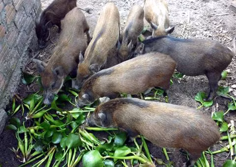 Anh Du cho hay, dịch vụ nuôi lợn rừng khá đơn giản, khách có nhu cầu chỉ cần gọi điện đặt nuôi. Lợn sẽ được đánh mã số để người mua có thể theo dõi suốt quá trình nuôi. Khách hàng chỉ việc nộp tiền thức ăn cho lợn theo tháng hoặc quý. Tính ra, trong vòng 4-5 tháng, tổng số tiền bỏ ra khoảng 6-7 triệu đồng/con và thu về được một chú lợn nặng từ 25-30kg. Ảnh: Zing.