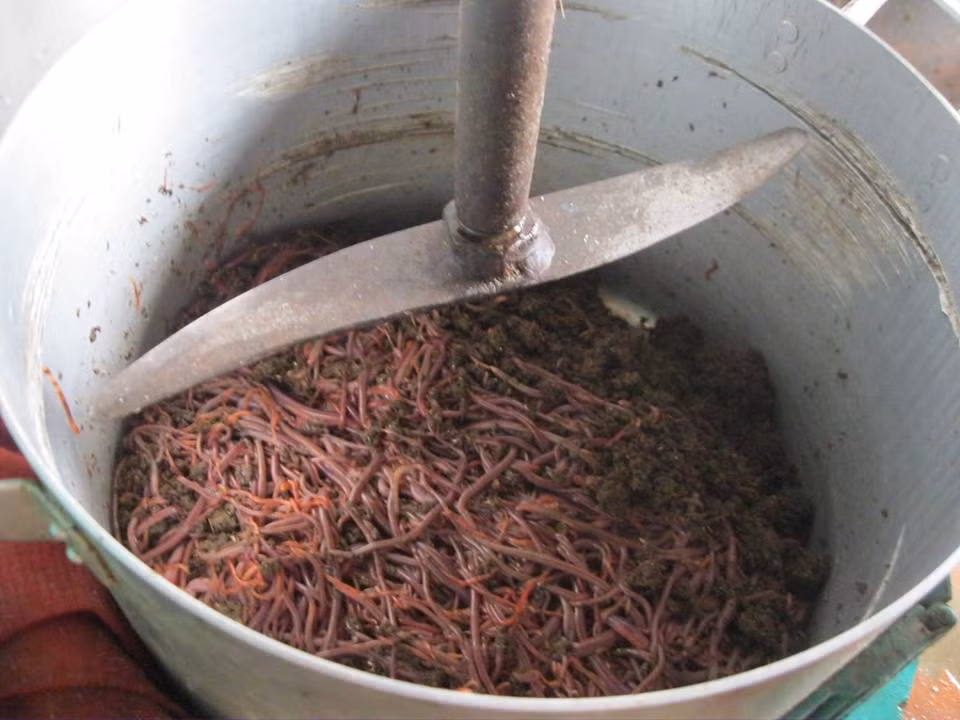 Giun quế được nuôi và cho ăn phân bò, sau một tháng đem nghiền nát trộng với cám ngô, bã bia, rau,... đun lên làm thức ăn cho lợn. Đây chính là bí quyết của người nuôi để lợn giun quế có vị thơm ngon, ngọt, được nhiều người ưa thích. Ảnh: Vietnamnet.