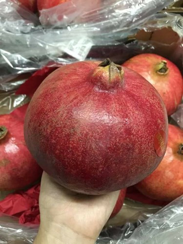 Trước đó, giống lựu Ai Cập khổng lồ cũng từng được dân Hà thành săn mua về ăn dù giá của chúng lên đến gần 350.000 đồng/kg. Loại trái cây khổng lồ mà nhiều chị em Hà thành săn lùng được cho là lựu Ai Cập, có mùa thu hoạch từ tháng 10 đến tháng 2 năm sau, theo Vietnamnet. Ảnh: Vietnamnet.