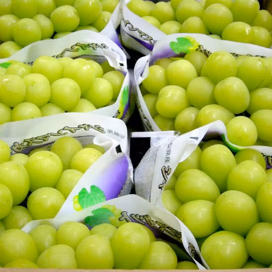 Nho xanh của Nhật có hai loại là nho xanh Yamanashi và nho xanh Nagano. Giá của mỗi loại chênh nhau khoảng 100.000 đồng/kg. Dù giá bán cao ngất ngưởng như vậy nhưng nhà giàu Việt vẫn tranh mua, thậm chí, khách còn phải đặt trước ít nhất 3-5 ngày. Ảnh: Internet.