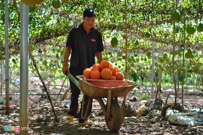 Đánh giá đây là loại dễ trồng, ít dịch bệnh, sâu hại trong khi năng suất cao nên bà Điểm đã mở rộng diện tích canh tác. Ngoài 1,4 ha gấc ở xã Cây Gáo (huyện Trảng Bom), bà Điểm đang phát triển thêm 20 ha gấc ở các nơi khác thuộc huyện Trảng Bom và Vĩnh Cửu (Đồng Nai).