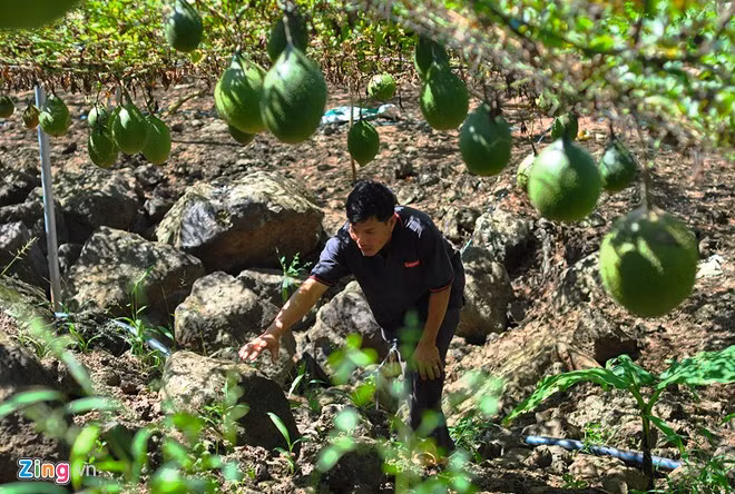 Sau 7 tháng chăm sóc, vườn gấc bắt đầu cho thu hoạch. Để công việc được thuận lợi, bà Điểm gọi thêm em trai Hoàng Quốc Huy cùng chăm sóc.