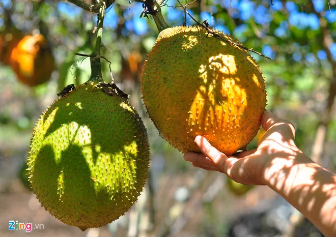 "Nhiều người trong vùng rất ngạc nhiên khi thấy vườn cây trĩu quả. Ngày tôi bắt đầu làm, họ không tin cây có thể sống ở nơi lôm côm đá như vậy", nữ nông dân chia sẻ.