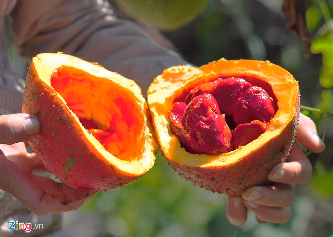 Trái gấc có lượng cơm lớn nên người mua ưa chuộng. Chủ vườn nói rằng một công ty chuyên chế biến gấc xuất khẩu đã ký hợp đồng tiêu thụ sản phẩm với bà nên bớt căng thẳng về đầu ra.