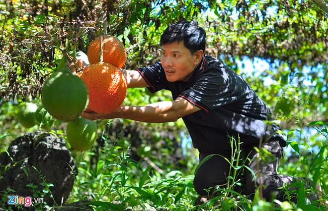 Cây cho trái nhiều trong khi mùa vụ kéo dài đến nửa năm nên người trồng có lợi ích lớn. Theo chủ vườn, mỗi cây cho hàng trăm trái với trọng lượng từ 1,5 đến 5 kg mỗi quả.