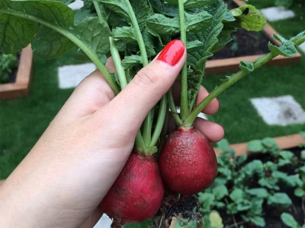 Một lần khác, Tăng Thanh Hà khoe ảnh mình tự tay thu hoạch củ cải đỏ trong vườn rau của gia đình.