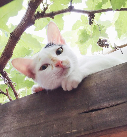 Hà Tăng rất yêu thích và thường xuyên chia sẻ những hình ảnh rau, quả thu hoạch từ “Vườn của tía” trên trang Instagram cá nhân.