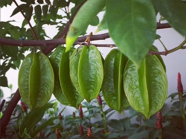 Cây khế cho trái sai trĩu trong vườn của bố Tăng Thanh Hà.