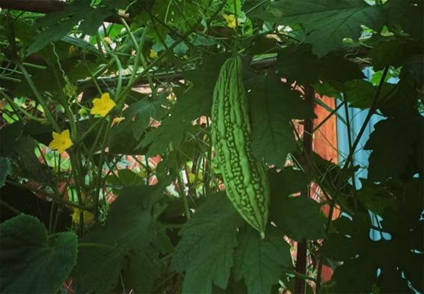 Vườn nhà bố mẹ Hà Tăng còn trồng được cả một giàn mướp đắng xanh tươi.