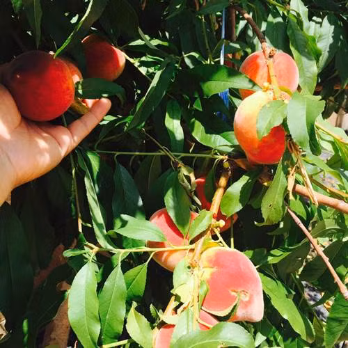 Cây đào chín đỏ rực vườn được Bằng Kiều khoe trên trang cá nhân. Ảnh: FBNV.