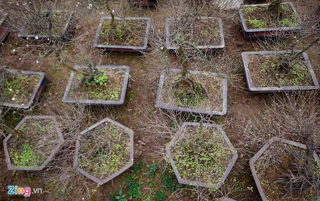 Với mỗi cây bán 30 triệu đồng, cho thuê 5 - 7 triệu đồng, vườn mai trắng hơn 400 cây của anh Trần Tiến Dũng ở làng hoa Nhật Tân (Hà Nội) được định giá gần 500.000 USD. Ảnh: Zing.