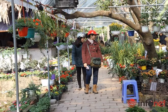 Dịp cận Tết Nguyên, vườn hoa của các bạn sinh viên Học viện Nông Nghiệp Hà Nội lại tấp nập đón khách. Nơi đây trồng rất nhiều loài hoa như dạ yến thảo, cúc phan-xi, dâu tây, kim bài thu hút đông đảo khách hàng đến chọn mua. Ảnh: Infonet.
