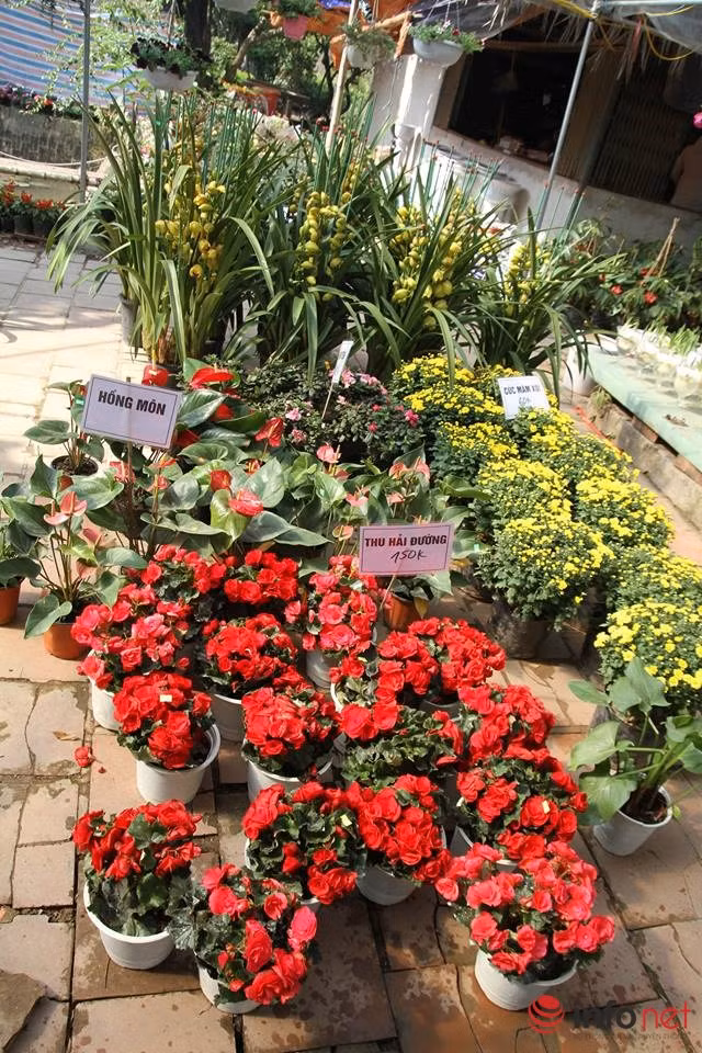 Bên cạnh các loài hoa truyền thống như mai, cúc, hồng, thược dược... vườn cũng nhập về một số loại hoa mới như mai đỏ, hoa rum, anh thảo, ly lùn, hoa kim bài, lan, kim ngân lượng,... với giá cả dao động từ 100 đến 230 nghìn đồng/chậu hoa. Ảnh: Infonet.