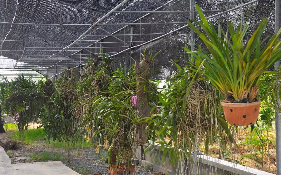 Các giò lan được kết trên gỗ lũa cổ thụ tự nhiên rất đẹp, trị giá từ 10 đến trên 20 triệu đồng/giò. Ảnh: Dân Việt.