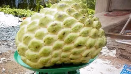 Cây na không hạt Thái đã có thể chịu cả úng và hạn cao hơn giống thường. Giống na này thích hợp trồng tại hầu hết các loại đất ở nước ta. Khi thu hoạch, mỗi trái nặng từ 0,5-1kg. Với những lợi ích kinh tế và năng suất mà cây na không hạt đem lại đã giúp cho các nhà vườn thu lời không nhỏ. Ảnh: Gia đình &amp; Xã hội.