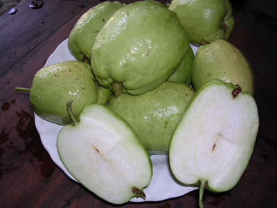 Ổi không hạt có tốc độ tăng trưởng khá nhanh, có thể ra hoa sau 6 tháng trồng, sau đó có thể ra hoa liên tục quanh năm, tuỳ vào sự chăm sóc...