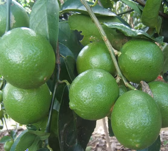 Trung bình một cây chanh không hạt sẽ cho khoảng 40 kg, năng suất trung bình khoảng 30 - 40 tấn trái/ha/năm, bán với giá dao động từ 20 - 30.000 đồng mỗi kg, trừ chi phí nông dân còn lãi trên 400 triệu đồng một ha.