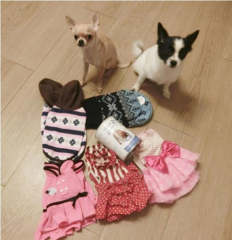 Văn Mai Hương rất cưng chiều chú cún và sắm nhiều quần áo xinh xắn cho thú cưng. Ảnh: Infonet.