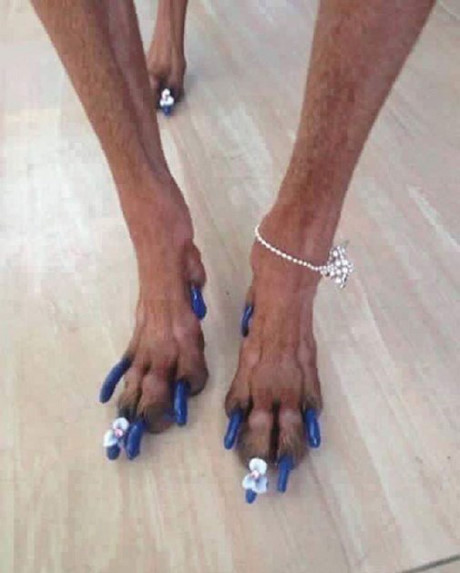 Thậm chí cún cưng của Văn Mai Huơng còn được sơn móng, đeo vòng sành điệu. Ảnh: Infonet.