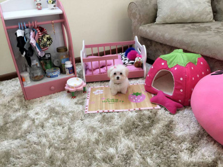 Chú chó được yêu quý đến mức quần áo, đồ chơi, vật dụng và đồ ăn đều được đặt mua từ nước ngoài. "Anh chàng" còn có hẳn một bộ sưu tập kẹp "tóc". Ảnh: Khám Phá.