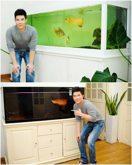 Niềm đam mê nuôi cá cảnh của Nathan Lee được truyền từ bố - một trong những người chơi cá rồng đầu tiên tại Hà Nội. Cá rồng là một trong những loài cá cảnh đắt nhất thế giới. Hai chú cá rồng Goldie và Leemo quý giá với Nathan Lee cả về vật chất vẫn tinh thần. Ảnh: Khám Phá.