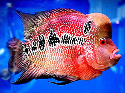 Với niềm đam mê thú cưng lâu bền ấy, anh âm thầm và lặng lẽ mở cửa hàng bán cá ngay tại tư gia. Cửa hàng trưng bày đa phần là cá La hán các loại. Tự anh tham gia thiết kế từng hồ cá theo những phong cách khác nhau. Tại nhà nam ca sĩ từng có hơn 30 bể cá lớn nhỏ các loại, trong đó nuôi nhiều loại quý hiếm. Trong hình là cá La Hán đầu gù hiếm có khó tìm. Ảnh: Zing.