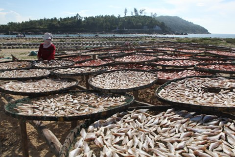 Những giàn phơi cá khô thường dựng cao để tránh cát bay. Ảnh: ANTĐ.