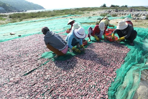 Mỗi ký mực khô bán được từ 900 đến 1 triệu đồng. Ảnh: ANTĐ.