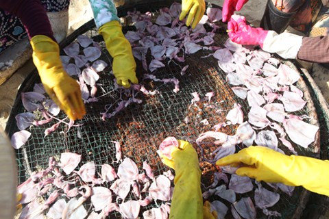 Cảnh sơ chế mực trước khi đem phơi nắng. Ảnh: ANTĐ.